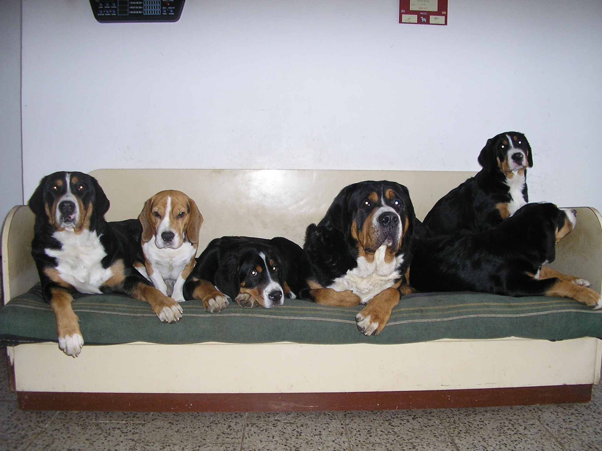 Ferda, Andy, Ebony, Vilík